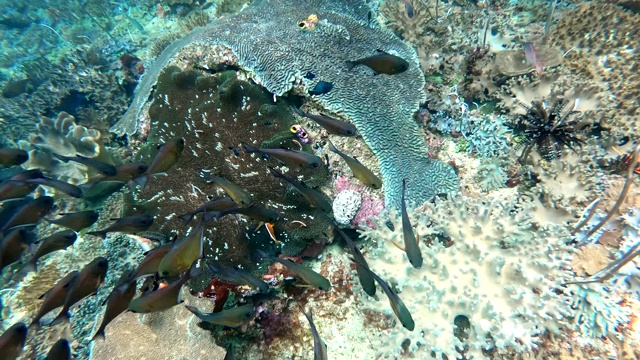 美丽的水下景观，热带鱼和珊瑚，水下镜头。海景。拉,印尼…视频下载