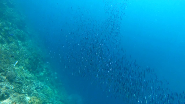 印度尼西亚拉加安帕的防波堤下，成群的黑鳍沙丁鱼在荡漾和摇摆视频下载