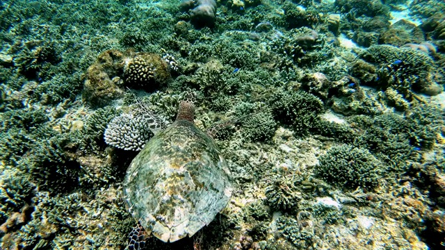 海龟在水下对抗色彩斑斓的礁石，海浪在水面。视频下载