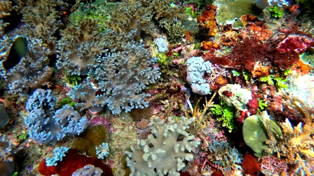 美丽的水下景观，热带鱼和珊瑚，水下镜头。海景。拉,印尼…视频下载