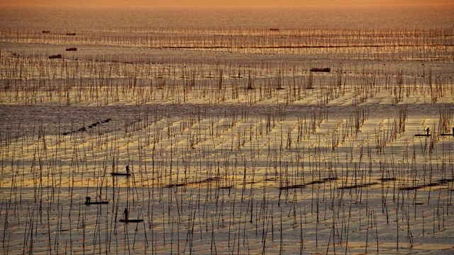 在霞浦的海上养殖，是最大的海藻生长区域，夕阳的颜色反射在水面上视频素材