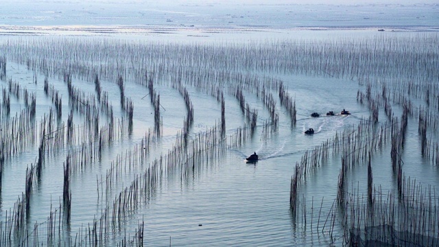 霞浦海洋养殖，是我国最大的海草养殖基地视频素材