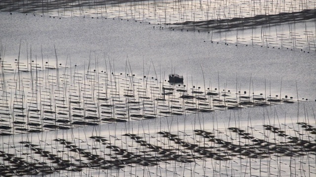 霞浦海洋养殖，是我国最大的海草养殖基地视频素材