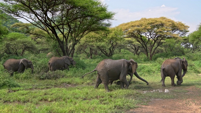 非洲象，Loxodonta africana视频素材