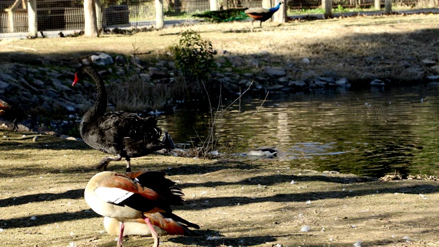 一群鸭子和天鹅在水边休息视频素材
