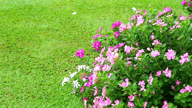 花园里有粉红色白色的马达加斯加长春花、玫瑰长春花和绿色的草视频素材