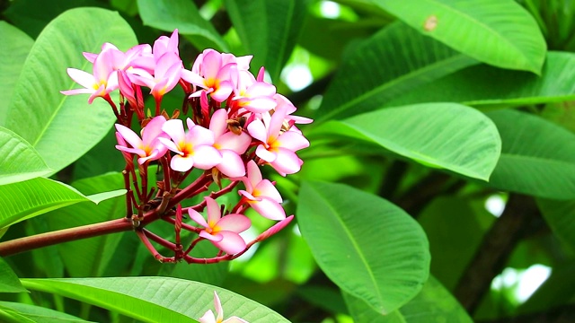 粉鸡花和绿叶在花园的背景视频素材