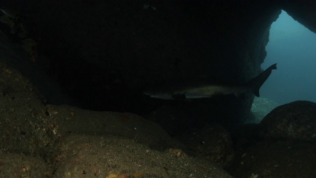 野生沙虎鲨(Carcharias taurus)在黑暗的海底洞穴，日本视频素材