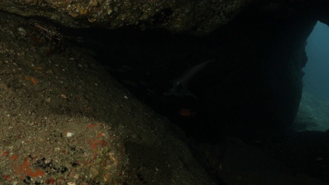 野生沙虎鲨在黑暗的海底洞穴，日本视频素材