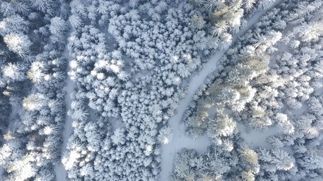 空中俯瞰拍摄的冬季云杉和松树林。被雪覆盖的树视频素材