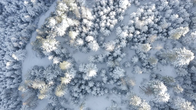 空中俯瞰拍摄的冬季云杉和松树林。被雪覆盖的树视频素材