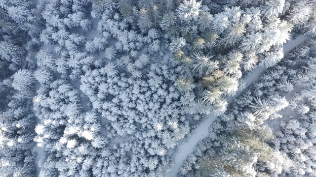 空中俯瞰拍摄的冬季云杉和松树林。被雪覆盖的树视频素材