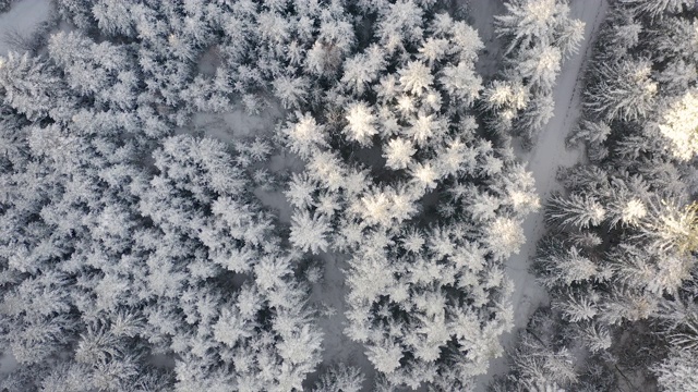 空中俯瞰拍摄的冬季云杉和松树林。被雪覆盖的树视频素材