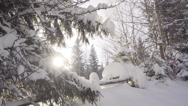 下雪的冬天的树木。白雪皑皑的冬日里，阳光普照冬日的树林。阳光在森林。阳光透过覆盖着雪的树枝照射进来。冬天的背景视频素材