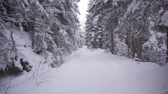 在冬天的森林里用小车拍摄积雪覆盖的道路视频素材