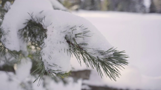 雪花落在冷杉树枝上视频素材