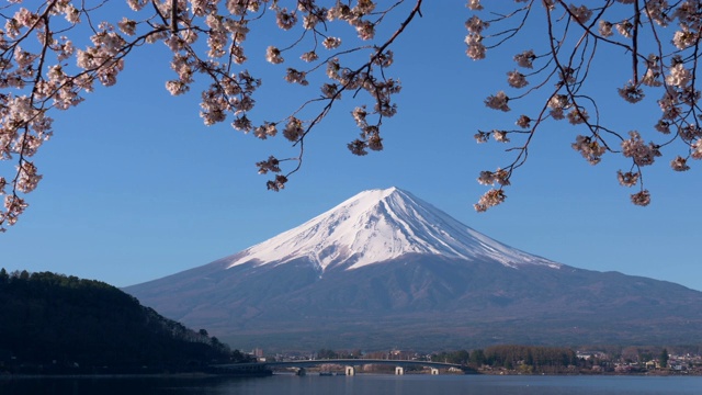 富士山和川口湖的樱花(淘金)视频素材