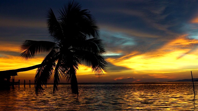 椰子树映衬着缤纷的夕阳，右摇，右摇。视频下载