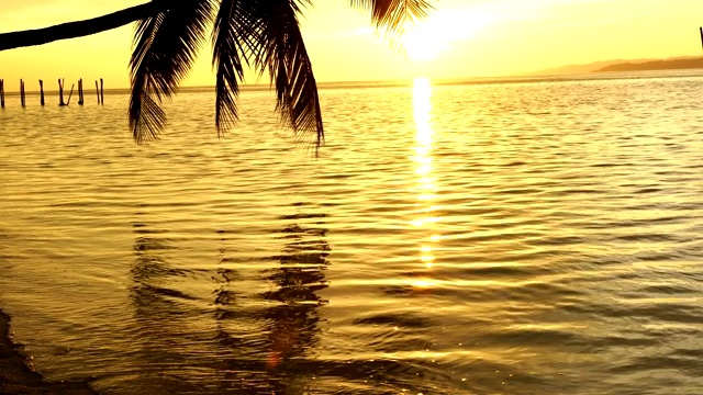 椰子树迎着缤纷的夕阳，翘起。视频素材