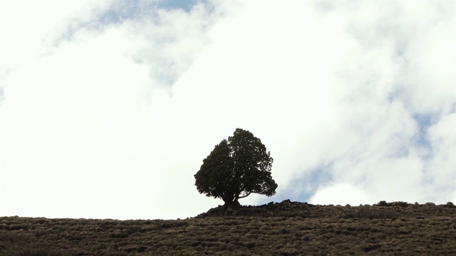 山上一棵孤独的树上方的云飞快地掠过。视频素材