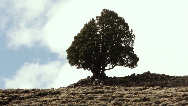 山上一棵孤独的树上方的云飞快地掠过。视频素材