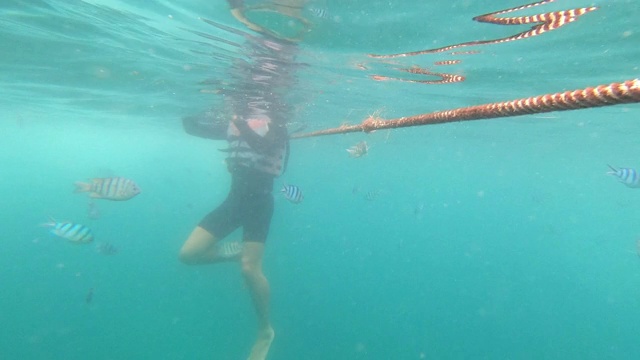 海洋中的水下生物和五颜六色的珊瑚和鱼视频素材