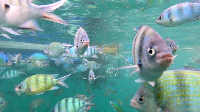 海洋中的水下生物和五颜六色的珊瑚和鱼视频素材