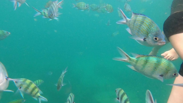 海洋中的水下生物和五颜六色的珊瑚和鱼视频素材