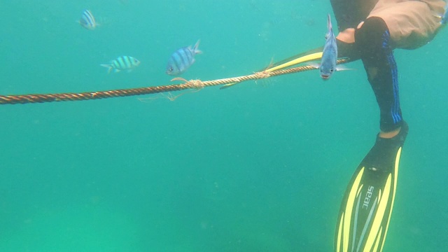 海洋中的水下生物和五颜六色的珊瑚和鱼视频素材