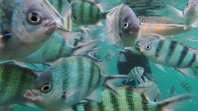 海洋中的水下生物和五颜六色的珊瑚和鱼视频素材