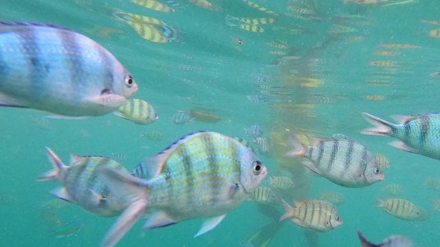 海洋中的水下生物和五颜六色的珊瑚和鱼视频素材