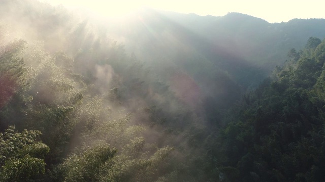 早晨森林里有雾视频素材