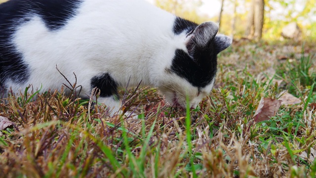 一只饥饿的猫在近距离吃草上的残余鱼。视频素材