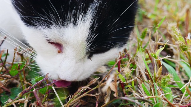 一只饥饿的猫在近距离吃草上的残余鱼。视频素材