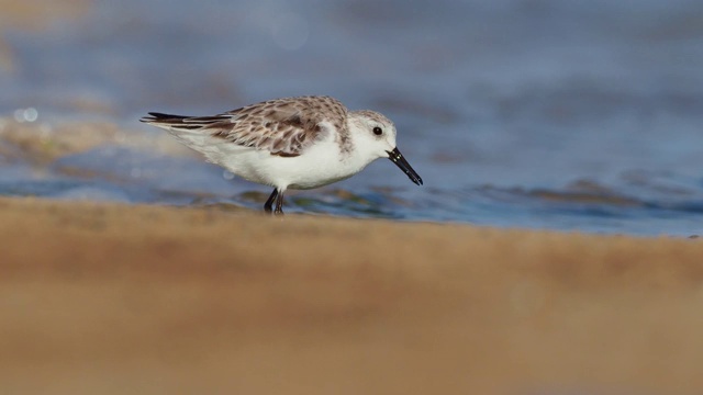 Sanderling - Calidris alba行走，喂养，狩猎和洗涤在大西洋的沙质海岸。黑白相间的水鸟在海滩上觅食。视频素材