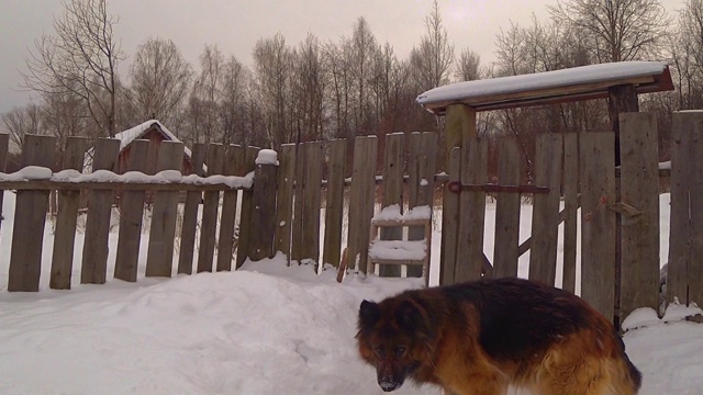 德国牧羊犬在雪中奔跑，玩着棍子视频素材