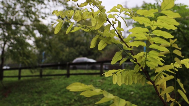 背景与树木在初秋的风。季节和天气条件的概念。视频素材