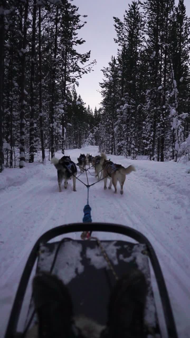 垂直慢动作:狗在雪地上拉雪橇视频素材