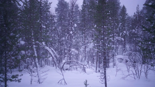 森林里下雪了视频素材