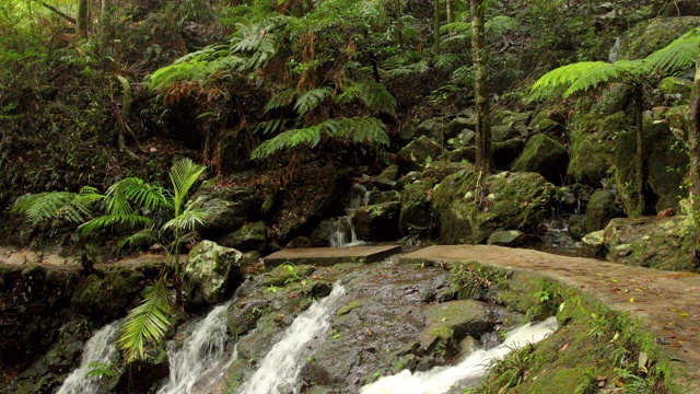 澳大利亚热带雨林的徒步旅行者停下来拍照视频素材