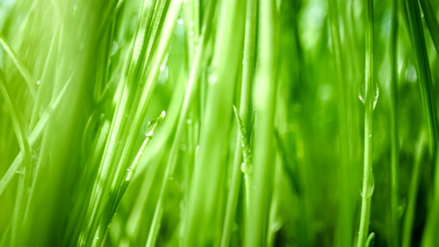 绿草特写超级微距拍摄。视频素材