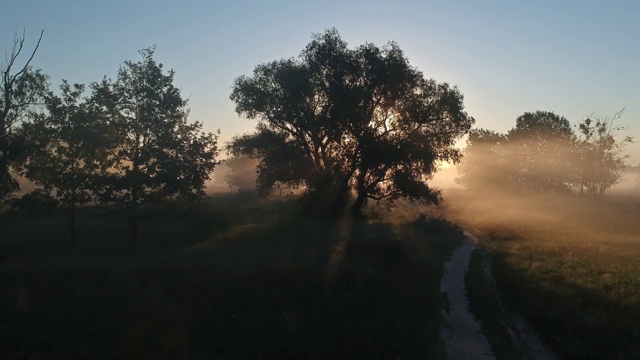 飞向灿烂的太阳。光线在雾中穿过树林。夏天的早晨。视频素材