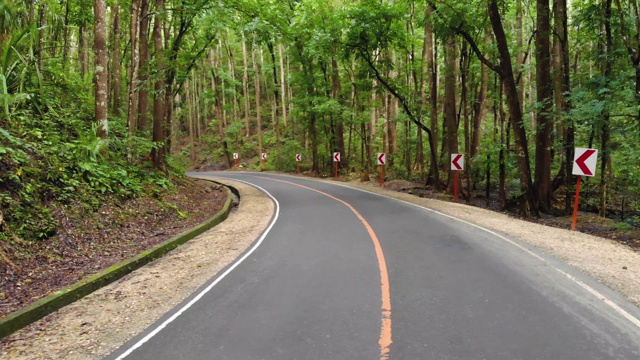 柏油路空旷狭窄，在茂密的丛林森林里。人造森林，菲律宾，保和岛视频素材