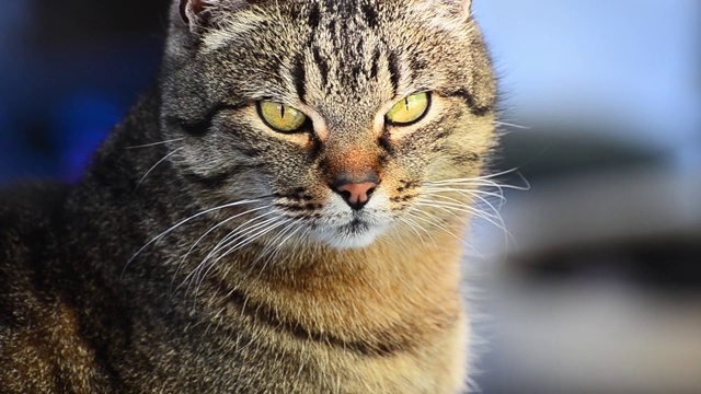 一只看着的猫的肖像视频素材