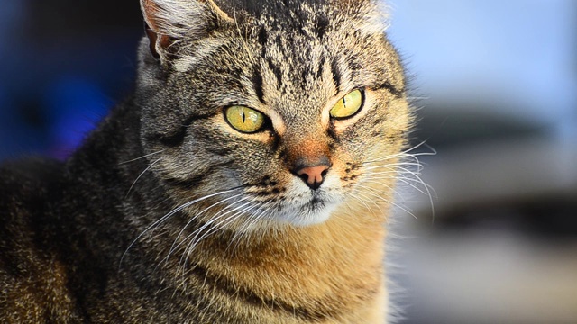 一只看着的猫的肖像视频素材