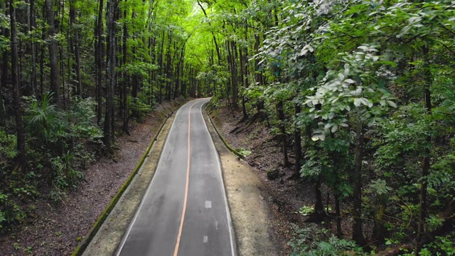 柏油路空旷狭窄，在茂密的丛林森林里。人造森林，菲律宾，保和岛视频下载