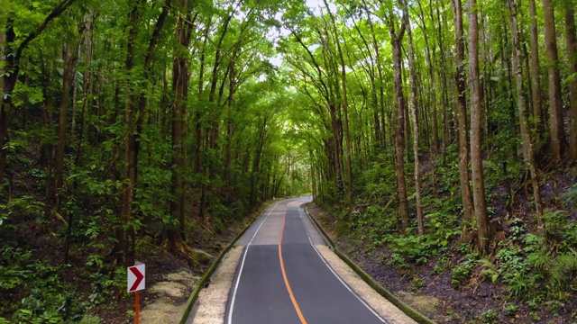 柏油路空旷狭窄，在茂密的丛林森林里。人造森林，菲律宾，保和岛视频素材