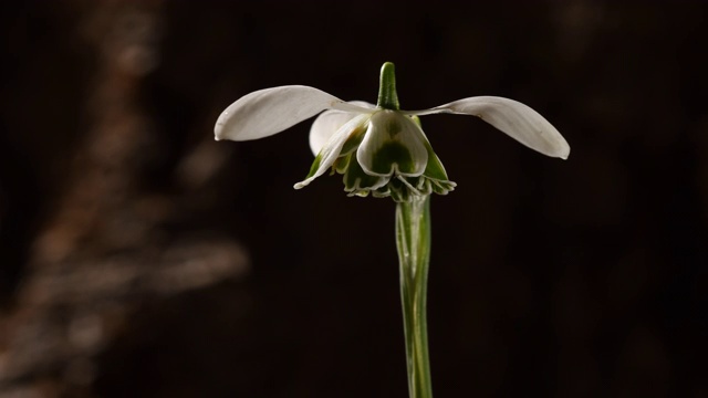 雪花莲、桂兰双花合拢，旋转开放时光流逝。暗的背景视频素材