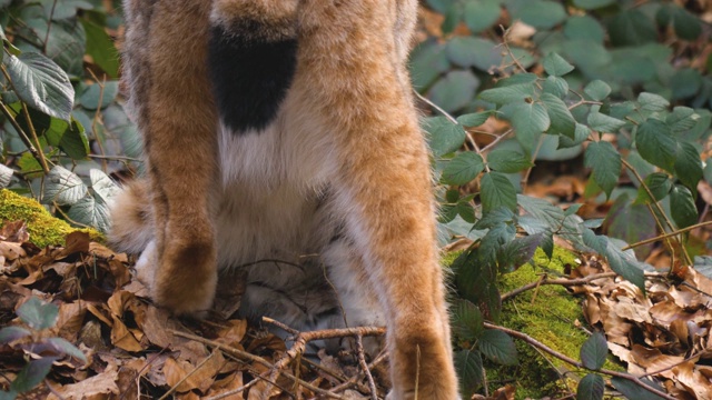 近距离的山猫视频素材