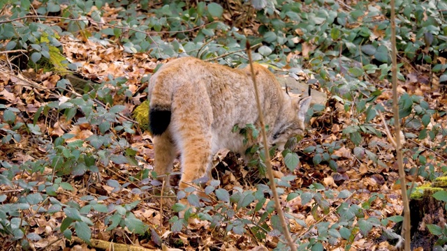 近距离的山猫视频素材